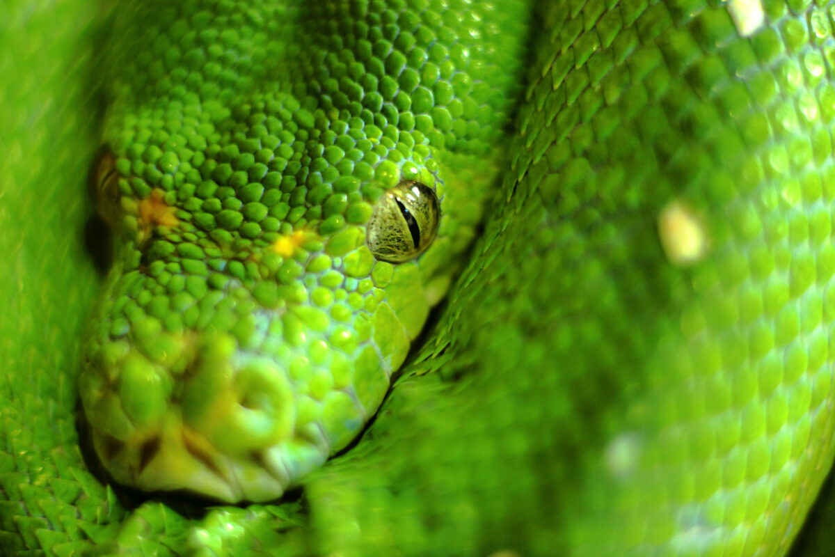 SERPIENTES. Foto por Envato.