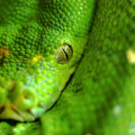 SERPIENTES » Tipos, Características, Peligros y Veneno SERPIENTES. Foto por Envato.