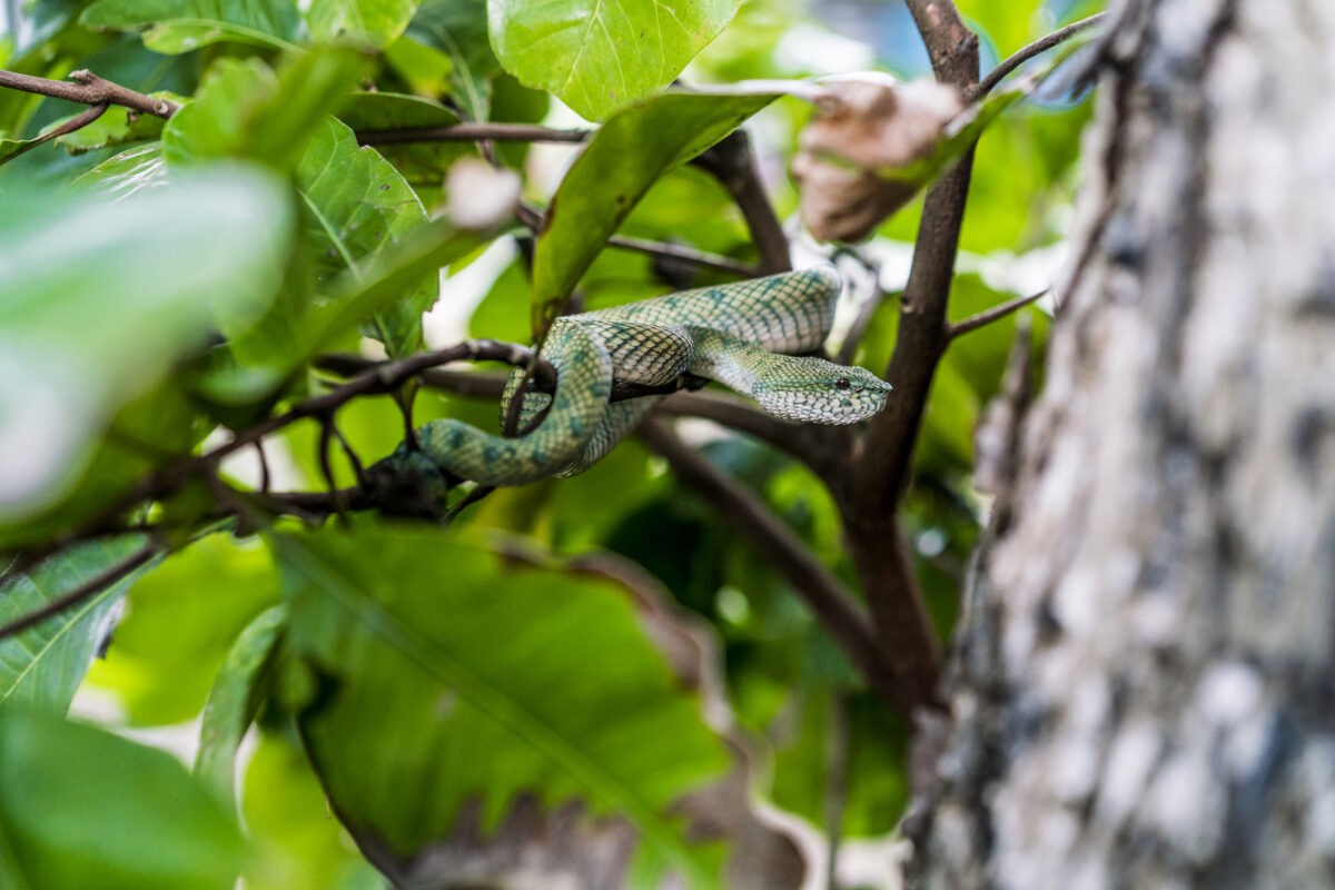 Snake on twig of tree