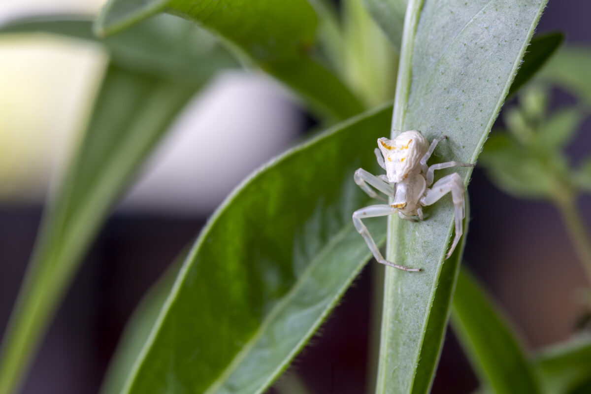 Araña Cangrejo. Foto por Envato.