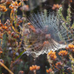 ARAÑAS » Tipos, Características, Peligros y Remedios TELA DE ARAÑA » Resistencia, Cómo se hace y Utilidad. Foto por Envato.