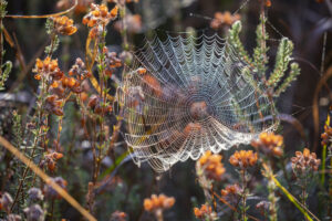TELA DE ARAÑA » Resistencia, Cómo se hace y Utilidad. Foto por Envato.