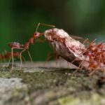 HORMIGAS » Tipos, Características, Cómo Eliminarlas y Remedios Tipos de Hormigas. Foto por Envato.