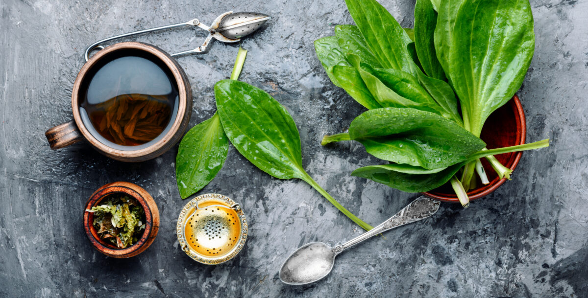 Infusión de Llantén. Foto por Envato.