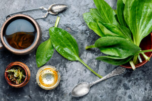 Infusión de Llantén. Foto por Envato.