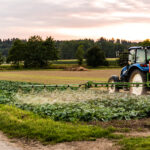 Tractor spraying pesticides on cabbage field