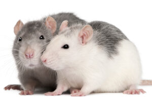 Tipos de ratas. Foto por Envato.