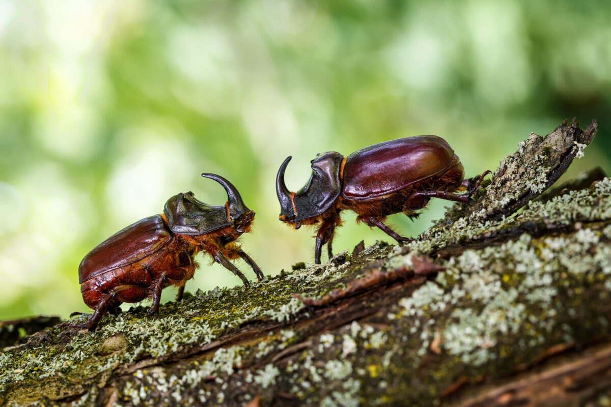 Tipos de escarabajos. Foto por Envato.