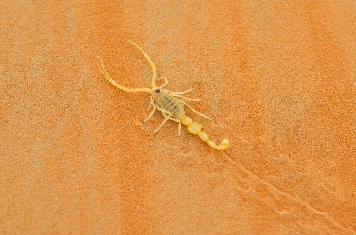 Escorpiones más Peligrosos » Top 8 Venenosos. Foto por Envato.