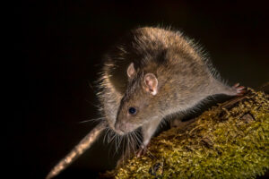Ratas. Foto por Envato.