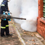 ARAÑAS » Tipos, Características, Peligros y Remedios Eliminar Arañas » Técnicas para Evitar Aparición. Foto por Envato