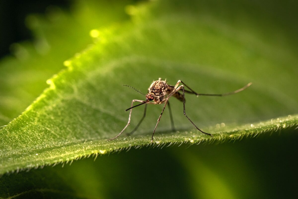 Tipos de mosquitos. Photo by Erik Karits. Unsplash.