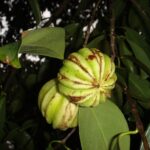 Garcinia Cambogia como quemagrasa. Foto por Challiyan de Wikipedia en malayálam