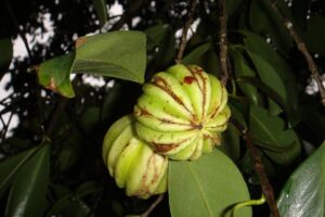 Garcinia Cambogia como quemagrasa. Foto por Challiyan de Wikipedia en malayálam
