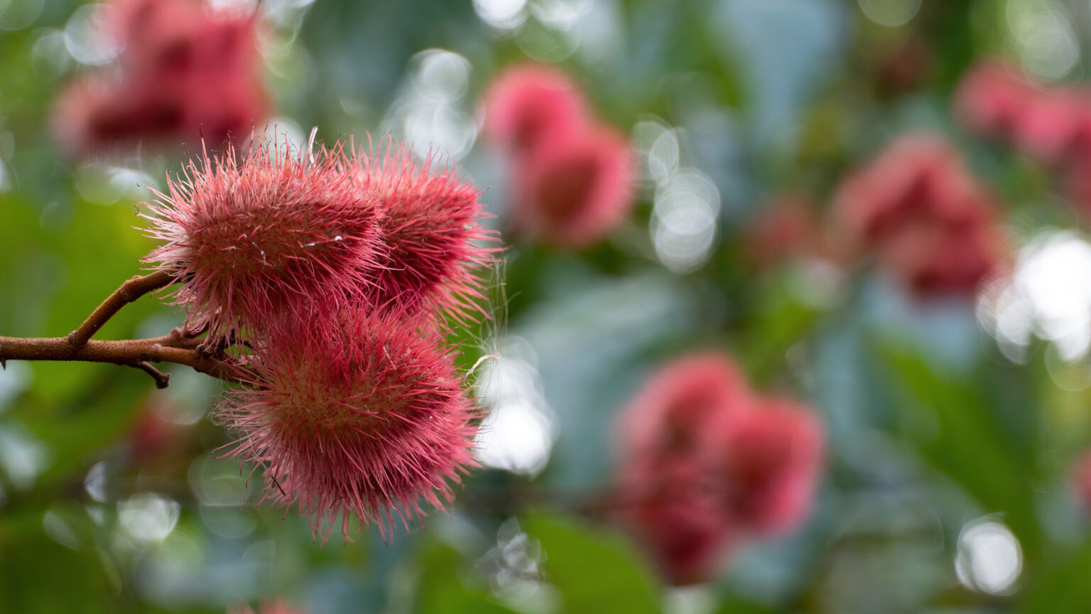 ACHIOTE » Beneficios, Nutrientes, Usos Y Cultivo