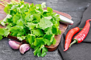 Cilantro. Foto por Envato.