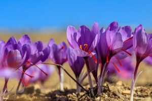 Cultivo del Azafrán. Foto por Envato.