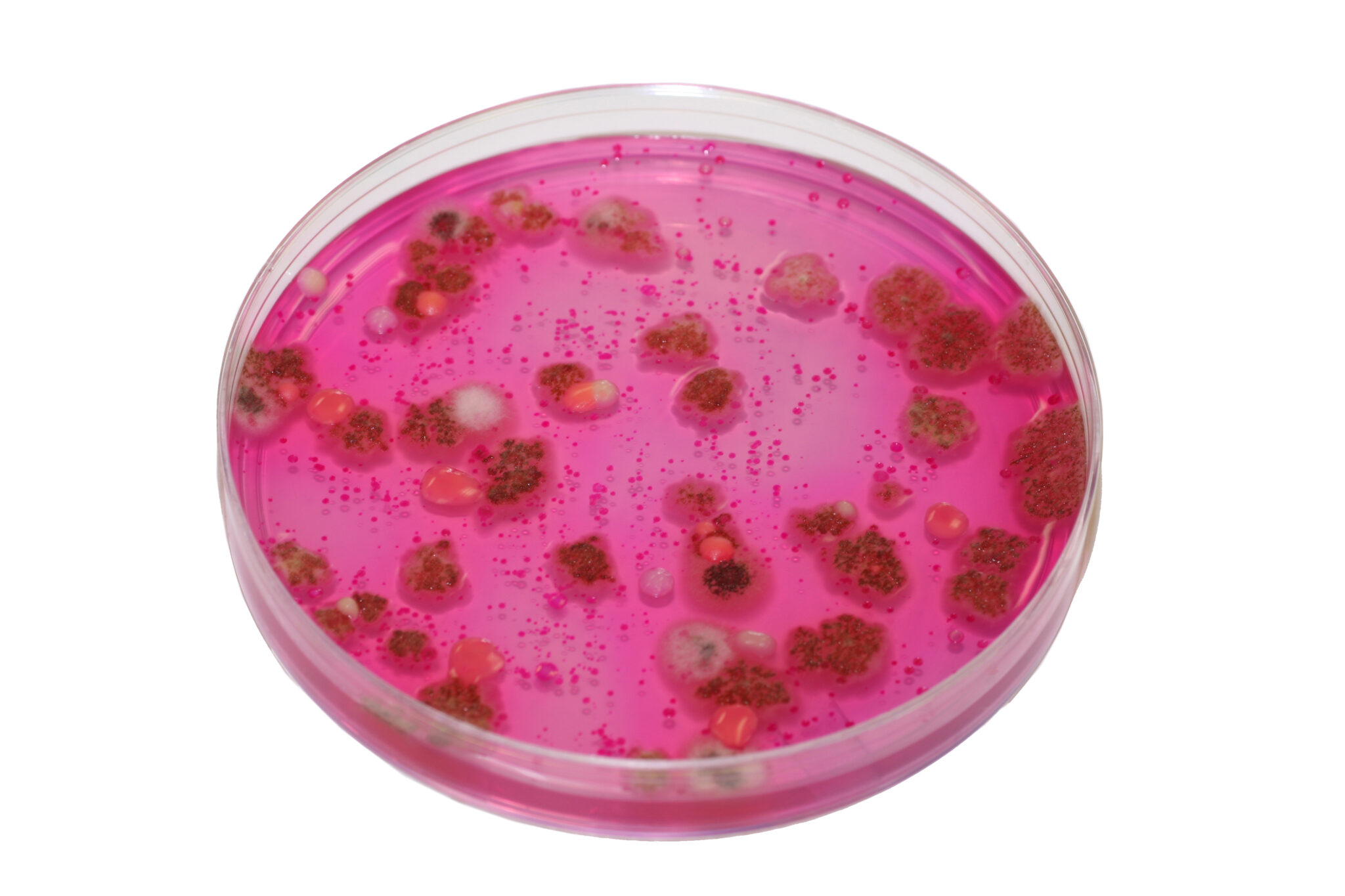 AGAR AGAR » Propiedades, Beneficios, Usos Y Contraindicaciones