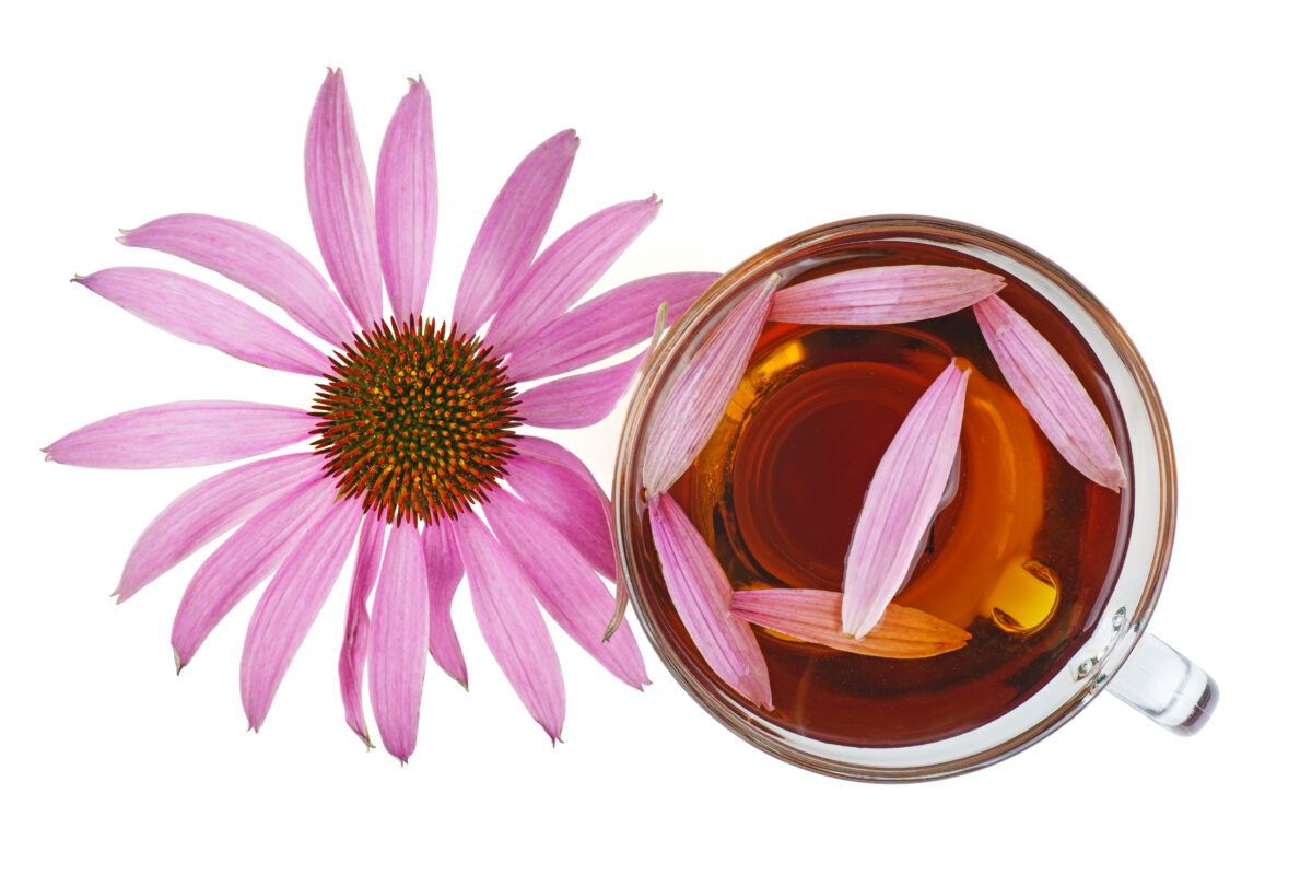 Equinácea en Niños. Foto por Envato.