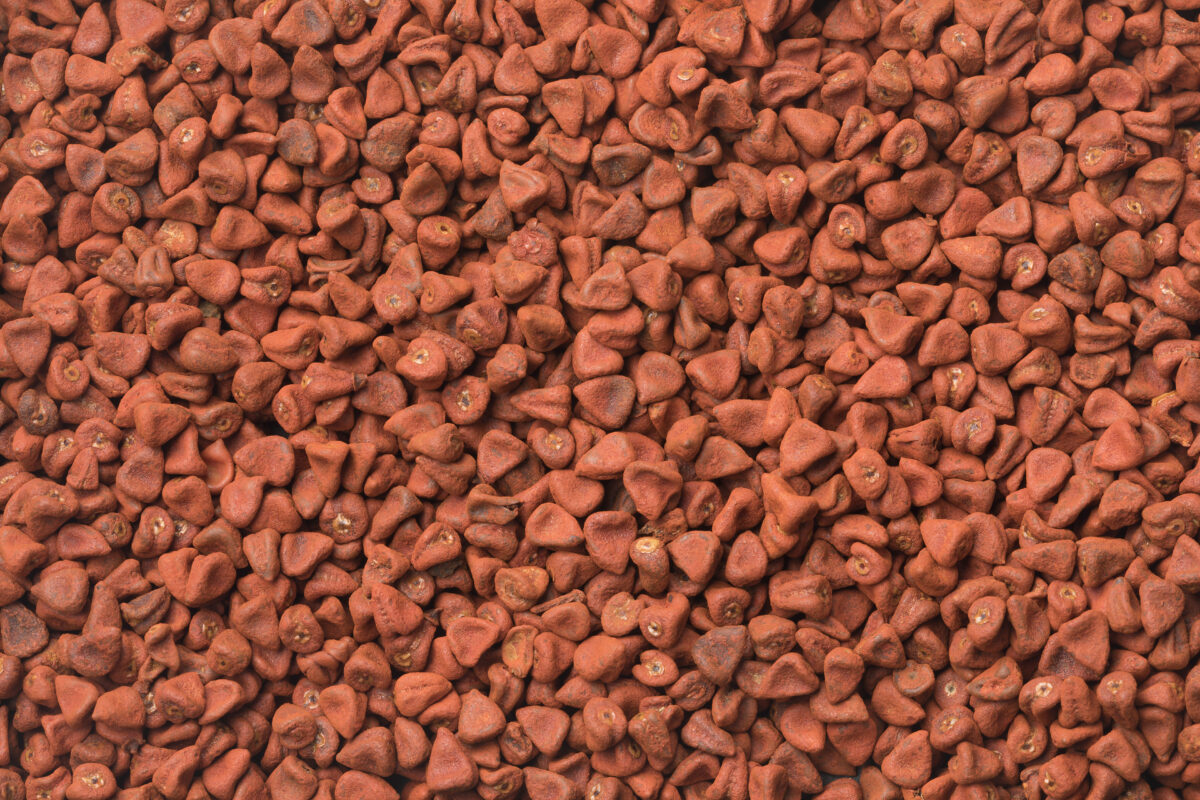 Propiedades y Beneficios del Achiote.Foto por Envato.