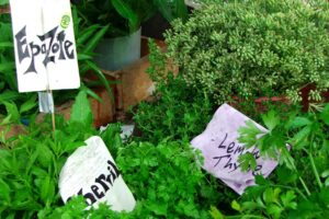 Recetas con Epazote. Foto por Openverse.