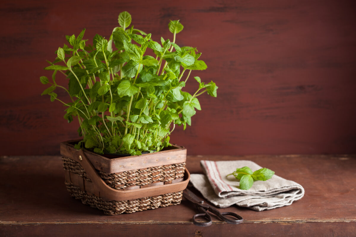 Hierbabuena y Menta. Foto por Envato.