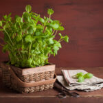 Hierbabuena y Menta. Foto por Envato.