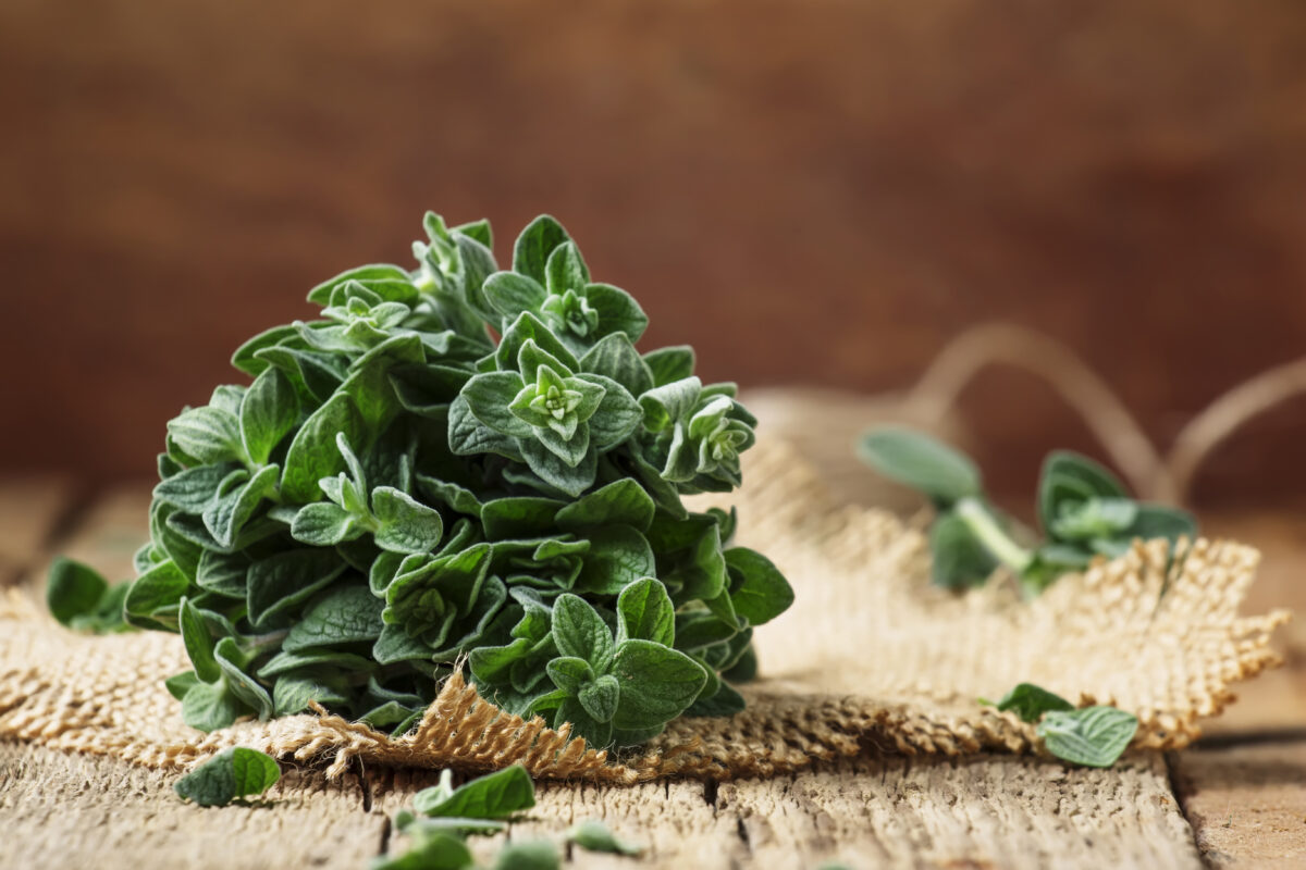 Beneficios del Orégano. Foto por Envato.