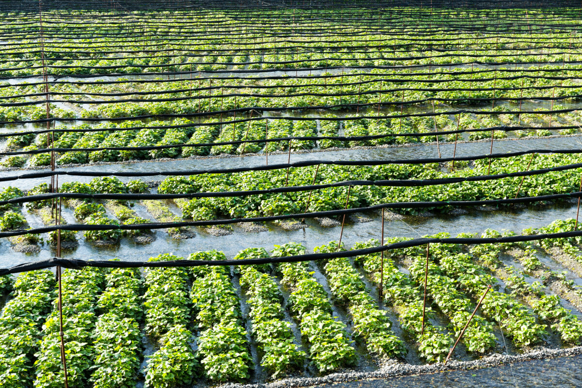 Cultivo del Wasabi. Foto por Envato.