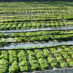 Cultivo del Wasabi. Foto por Envato.