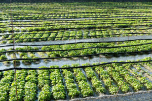 Cultivo del Wasabi. Foto por Envato.