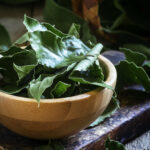 ¿Cuándo Cortar las Hojas del Laurel? Foto por Envato.