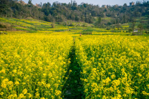 Cultivo de la Mostaza. Foto por Envato.