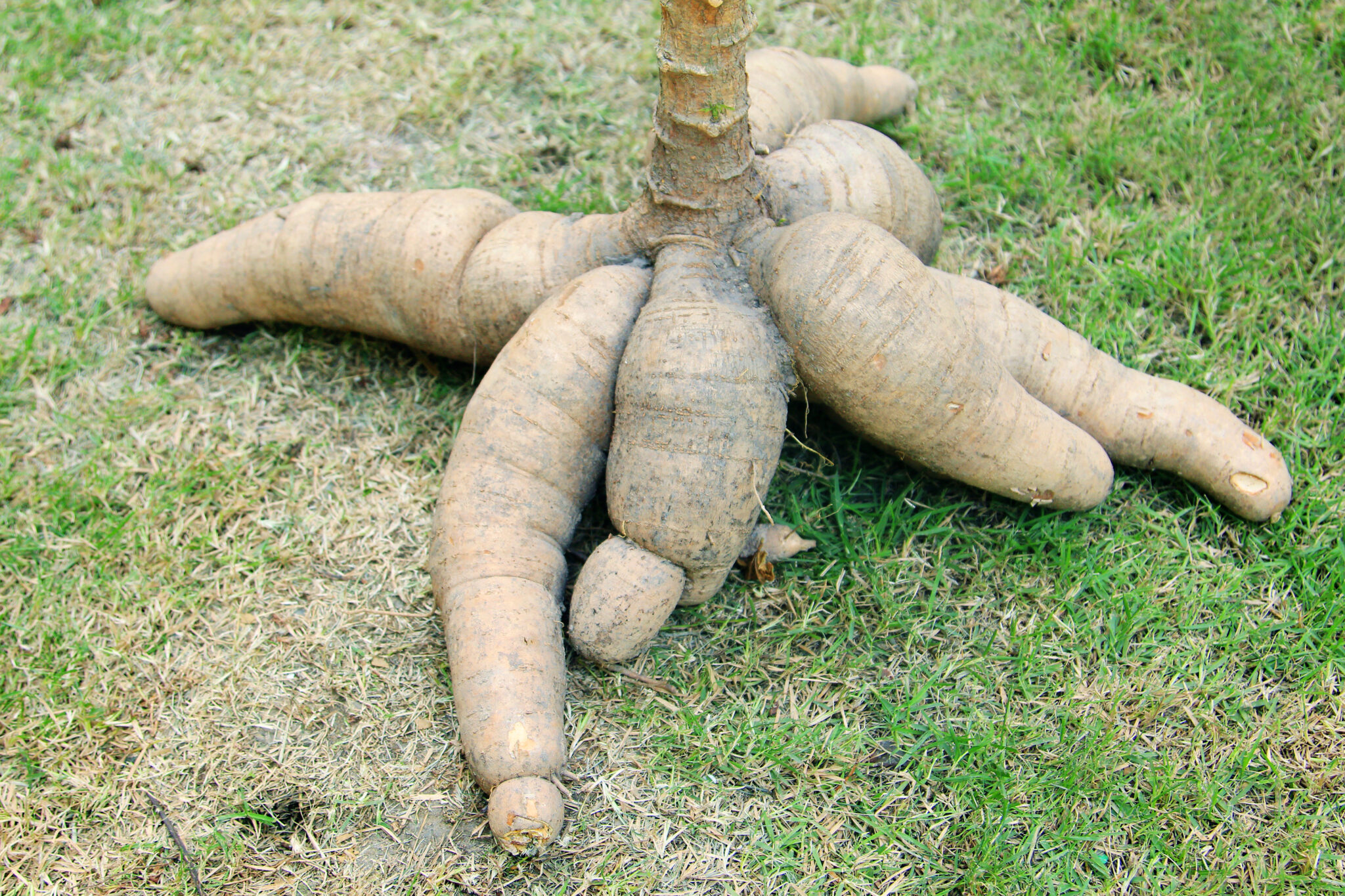 Tapioka Tree TAPIOCA » Propiedades, Beneficios Y Contraindicaciones