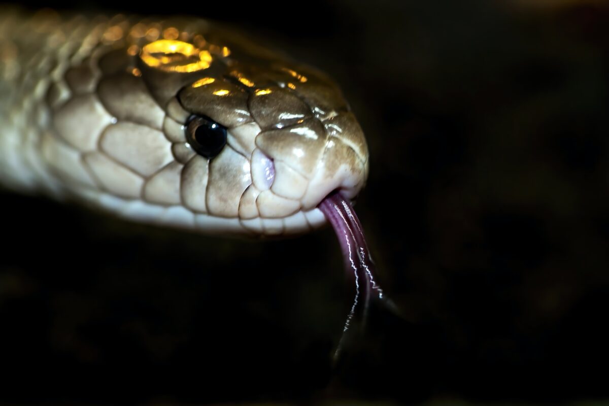 Cobra Filipina. Photo by David Clode. Unsplash.