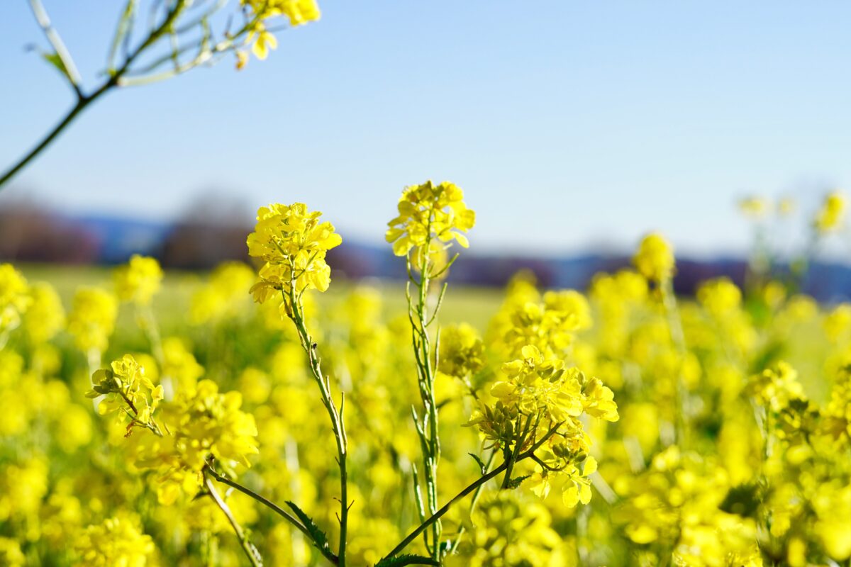 Cultivo de mostaza. Foto por Envato.